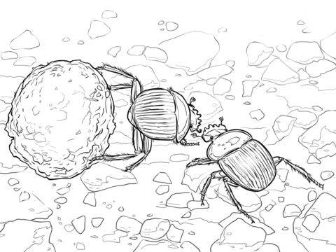 Dung Beetles Coloring Page